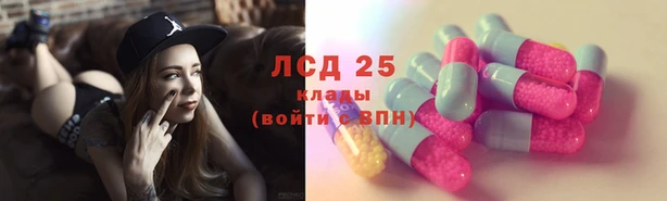 прущие грибы Бородино