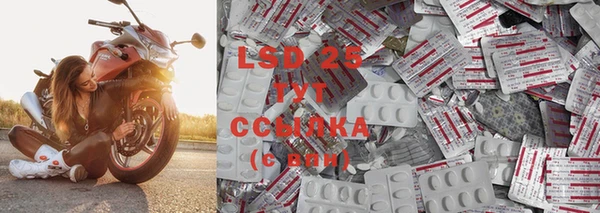 прущие грибы Бородино