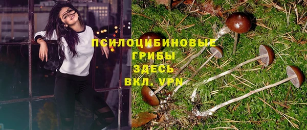 прущие грибы Бородино